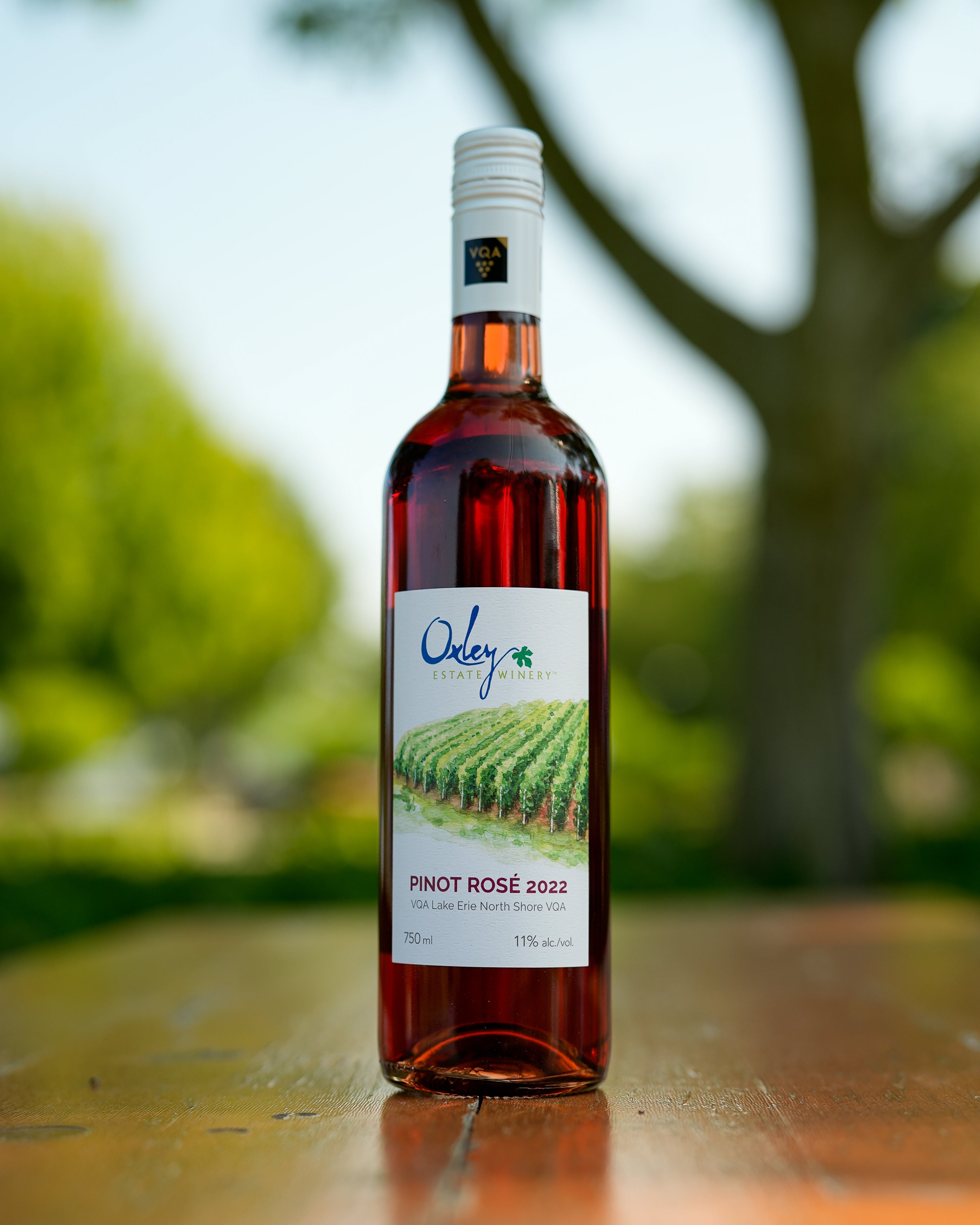 2022 | Pinot Rosé